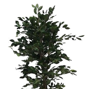 Künstliche Pflanze Ficus 180h 1344 Blätter mit Topf